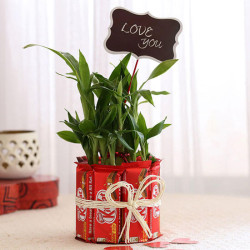 Lucky Bamboo with Kitkat Chocolates Combo