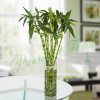 10 Spiral Bamboo Plant