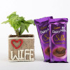Syngonium Plant in Love Wife Vase With Dairy Milk Silk Chocolates