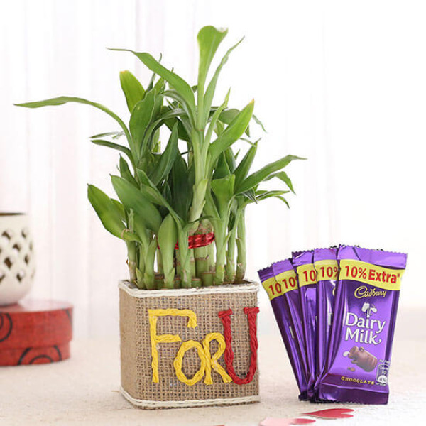 2 Layer Lucky Bamboo In For U Vase With Dairy Milk Chocolates