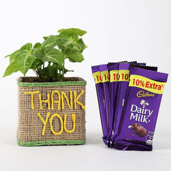 Syngonium Plant In Thank You Vase With Dairy Milk Chocolates