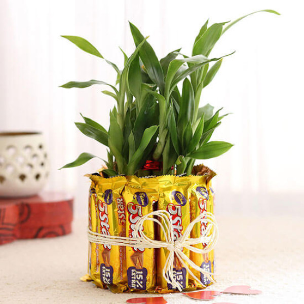2 Layer Lucky Bamboo With 5 Star Chocolates