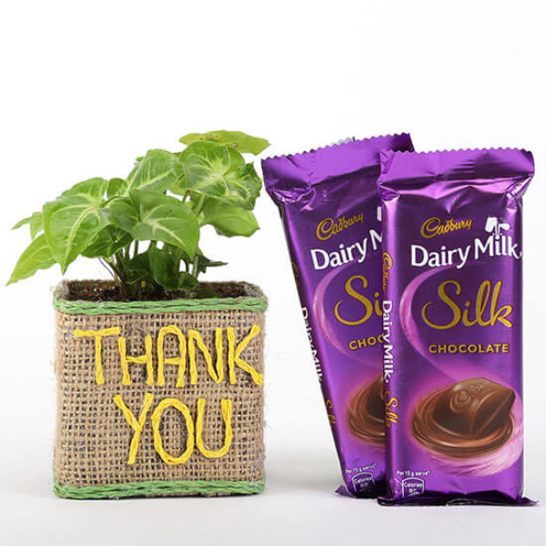 Syngonium Plant In Thank You Vase With Dairy Milk Silk Chocolates