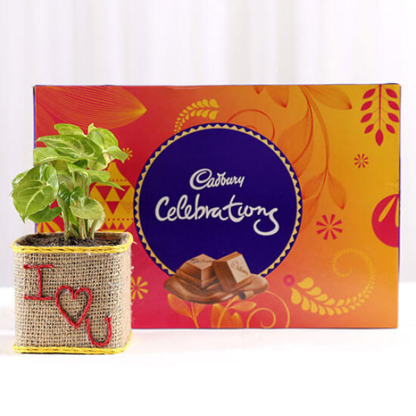 Syngonium Plant With Cadbury Celebrations For Valentines Day